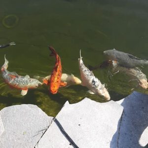 Koi Vissen
