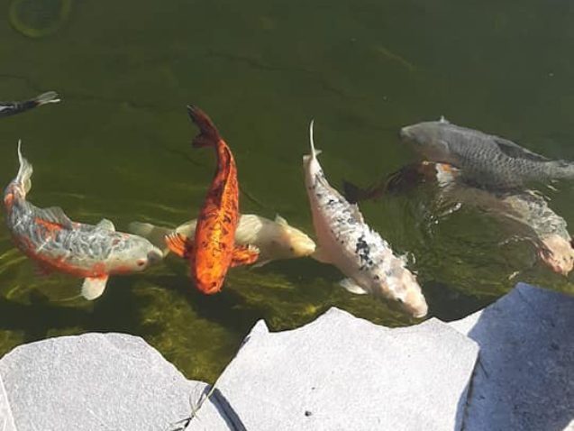Koi Vissen
