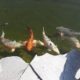 Koi Vissen