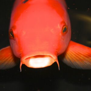 Koi karper